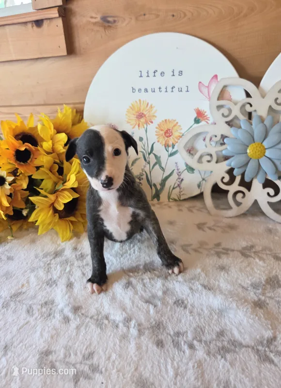 Girl 1 – Whippet puppy for sale in Caryville, FL