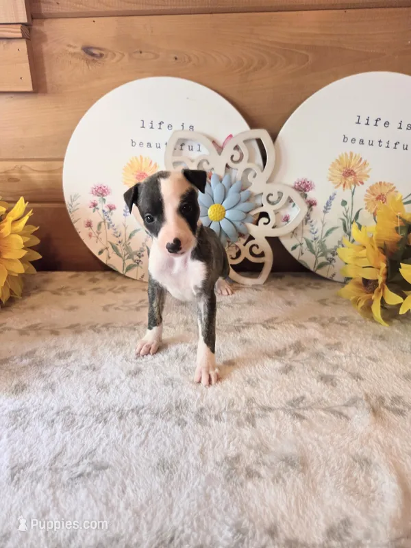 Girl 2 – Whippet puppy for sale in Caryville, FL