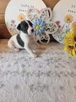 Domino, a male Whippet for sale in Caryville, FL – 5 of 8