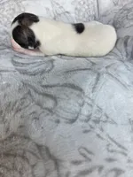 Boy 8, a male Whippet for sale in Caryville, FL – 2 of 3
