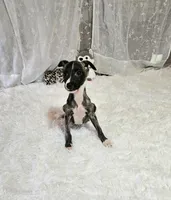 Night, a male Whippet for sale in Caryville, FL – Photo 4 of 7