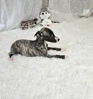 Night, a male Whippet for sale in Caryville, FL – Photo 5 of 7