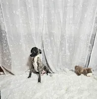 Night, a male Whippet for sale in Caryville, FL – Photo 1 of 7