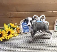 Bun, a female Whippet for sale in Caryville, FL – 1 of 10