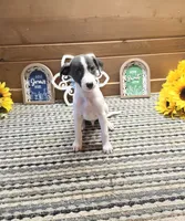 Domino, a male Whippet for sale in Caryville, FL – 2 of 8