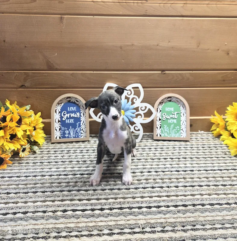 Fabio  – Whippet puppy for sale in Caryville, FL
