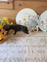 Onyx, a male Whippet for sale in Caryville, FL – 5 of 8