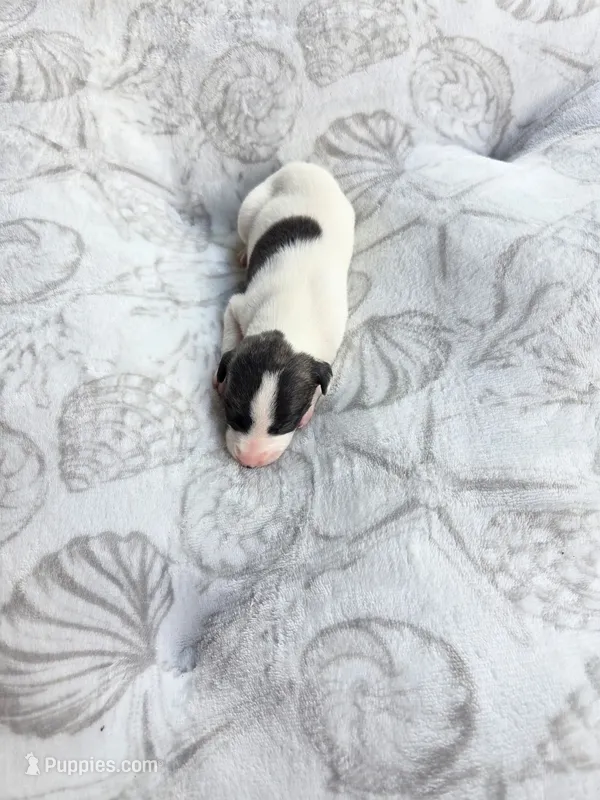 Boy 8 – Whippet puppy for sale in Caryville, FL