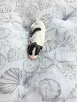 Boy 8, a male Whippet for sale in Caryville, FL – 1 of 3