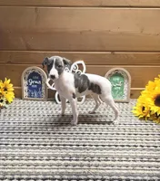 Atlas, a male Whippet for sale in Caryville, FL – 2 of 9