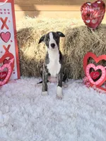 Huey, a male Whippet for sale in Caryville, FL – Photo 1 of 7
