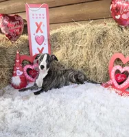 Huey, a male Whippet for sale in Caryville, FL – Photo 2 of 7