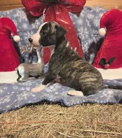 Huey, a male Whippet for sale in Caryville, FL – Photo 7 of 7