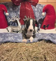 Huey, a male Whippet for sale in Caryville, FL – Photo 6 of 7