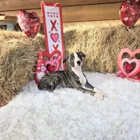 Huey, a male Whippet for sale in Caryville, FL – Photo 3 of 7
