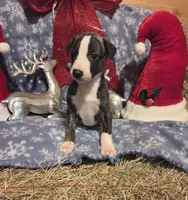 Huey, a male Whippet for sale in Caryville, FL – Photo 4 of 7