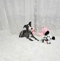 Babe, a female Whippet for sale in Caryville, FL – Photo 3 of 4