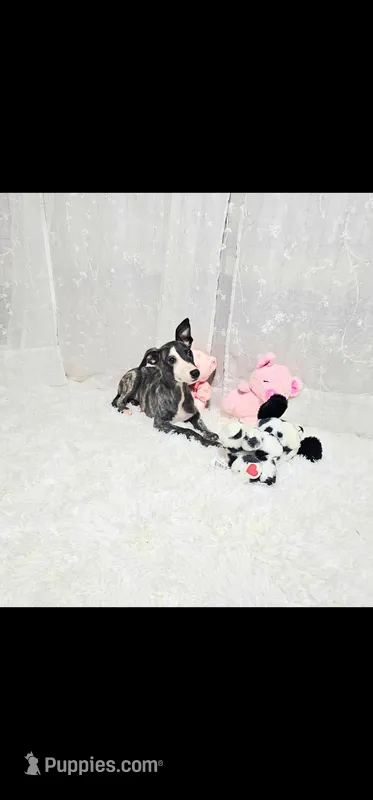 Babe, a female Whippet for sale in Caryville, FL – Photo 1 of 4