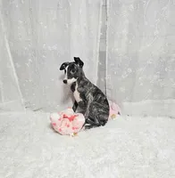 Babe, a female Whippet for sale in Caryville, FL – Photo 4 of 4