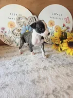 Bun, a female Whippet for sale in Caryville, FL – 7 of 10