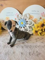Tsuki, a female Whippet for sale in Caryville, FL – 4 of 8