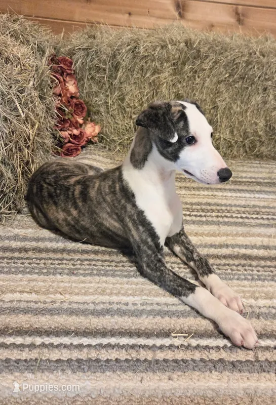 Jacob – Whippet puppy for sale in Caryville, FL