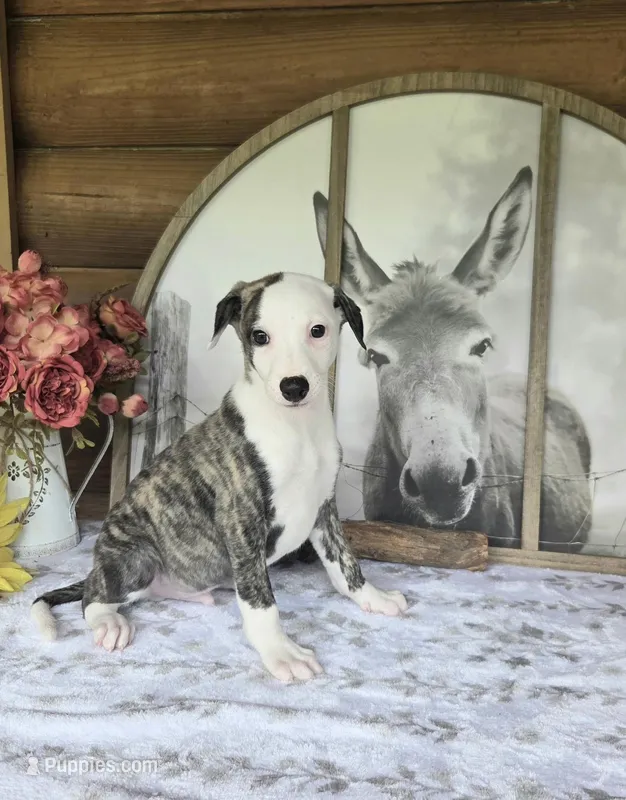 Jacob, a male Whippet for sale in Caryville, FL – Photo 1 of 6