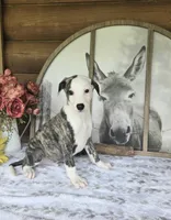 Jacob, a male Whippet for sale in Caryville, FL – Photo 1 of 6