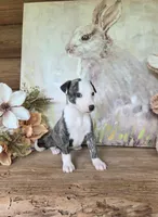 Jacob, a male Whippet for sale in Caryville, FL – Photo 4 of 6