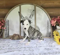 Jacob, a male Whippet for sale in Caryville, FL – Photo 2 of 6