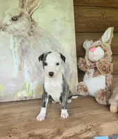 Jacob, a male Whippet for sale in Caryville, FL – Photo 3 of 6