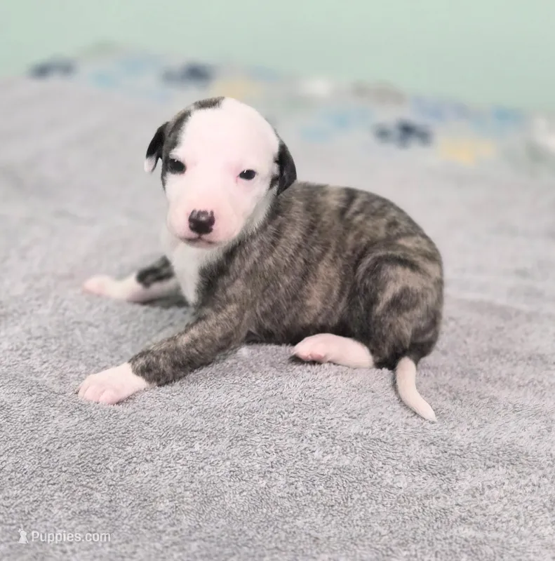 Jacob – Whippet puppy for sale in Caryville, FL