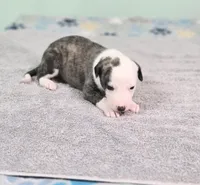 Jacob, a male Whippet for sale in Caryville, FL – Photo 2 of 2