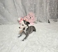 Rose, a female Whippet for sale in Caryville, FL – Photo 1 of 6