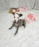 Rose, a female Whippet for sale in Caryville, FL – Photo 2 of 6