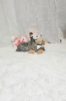 Rose, a female Whippet for sale in Caryville, FL – Photo 3 of 6