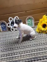 Domino, a male Whippet for sale in Caryville, FL – 3 of 8