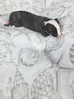 Girl 1, a female Whippet for sale in Caryville, FL – 3 of 3