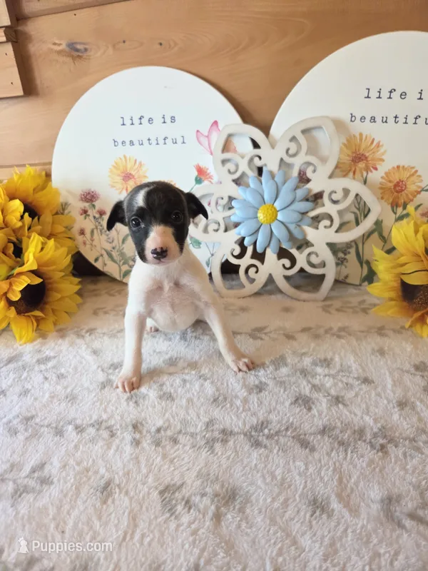 Boy 2 – Whippet puppy for sale in Caryville, FL
