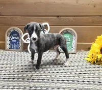 Onyx, a male Whippet for sale in Caryville, FL – 1 of 8
