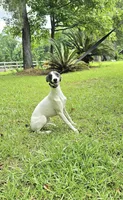 Star, a female Whippet for sale in Caryville, FL – Photo 3 of 6