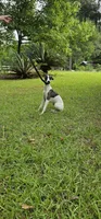 Star, a female Whippet for sale in Caryville, FL – Photo 2 of 6