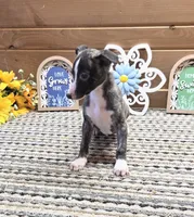 Nico , a male Whippet for sale in Caryville, FL – 3 of 7