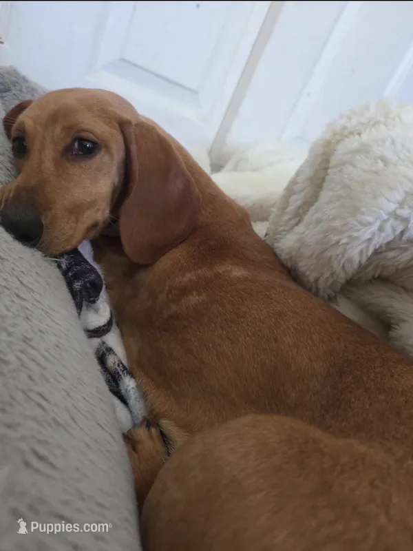 Winnie – Dachshund puppy for sale in Santa Ana, CA