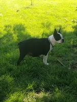Oakley, a male Boston Terrier and Beagle for sale in Bremen, IN – 6 of 6