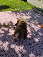 Forest, a male Boston Terrier for sale in Bremen, IN – 3 of 5