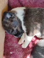 Oakley, a male Boston Terrier and Beagle for sale in Bremen, IN – 2 of 6