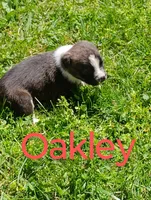 Oakley, a male Boston Terrier and Beagle for sale in Bremen, IN – 3 of 6