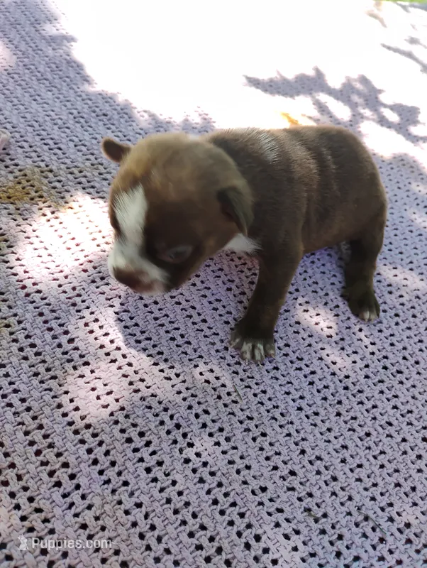 Forest – Boston Terrier puppy for sale in Bremen, IN
