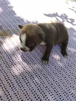 Forest, a male Boston Terrier for sale in Bremen, IN – 1 of 5